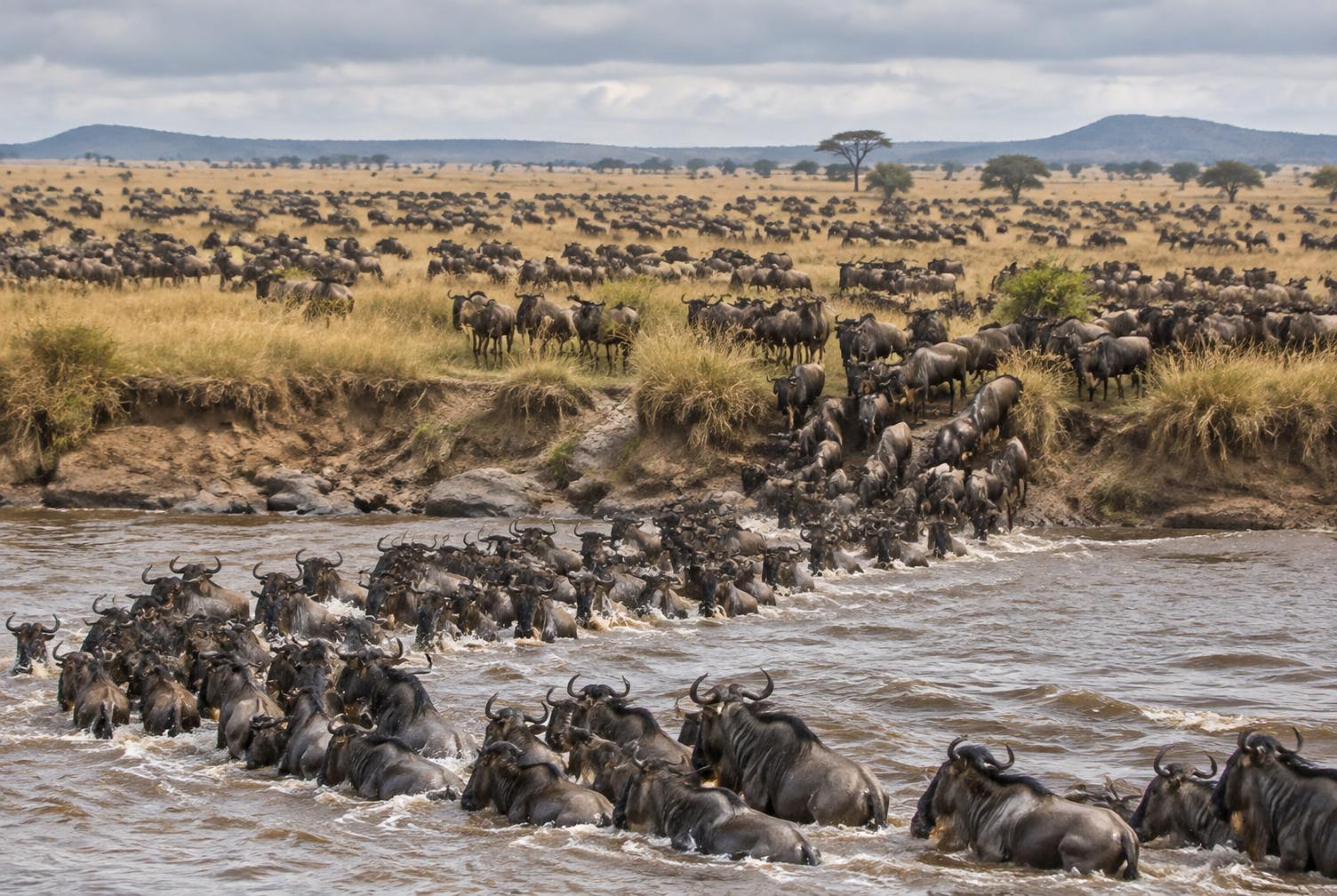 Wildebeest herd crossing a river in Tanzania