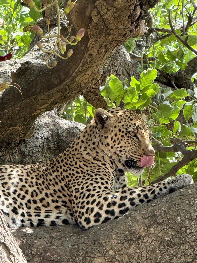 7-Day Signature Serengeti & Ngorongoro Luxury Safari