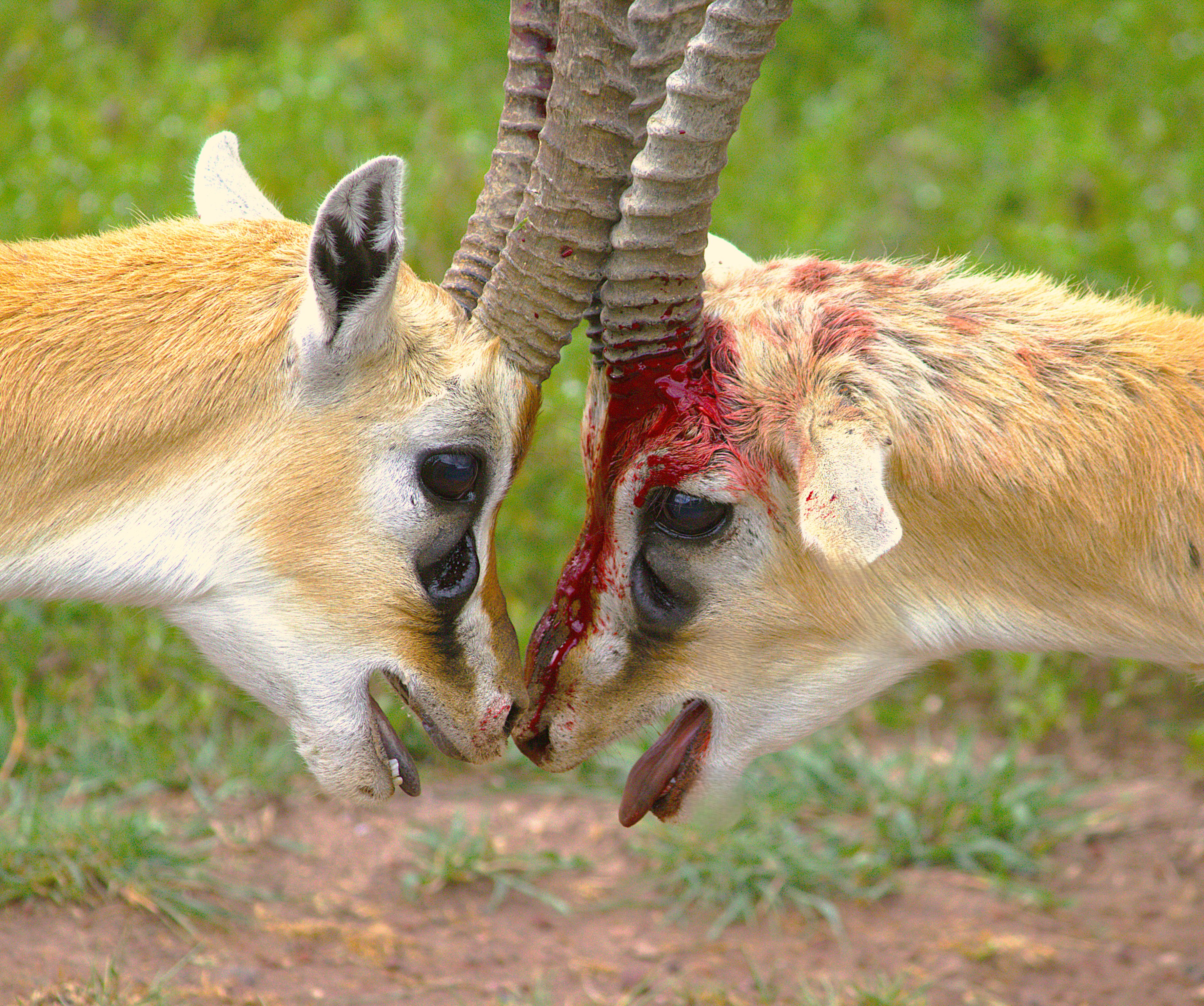 Safari photo 1
