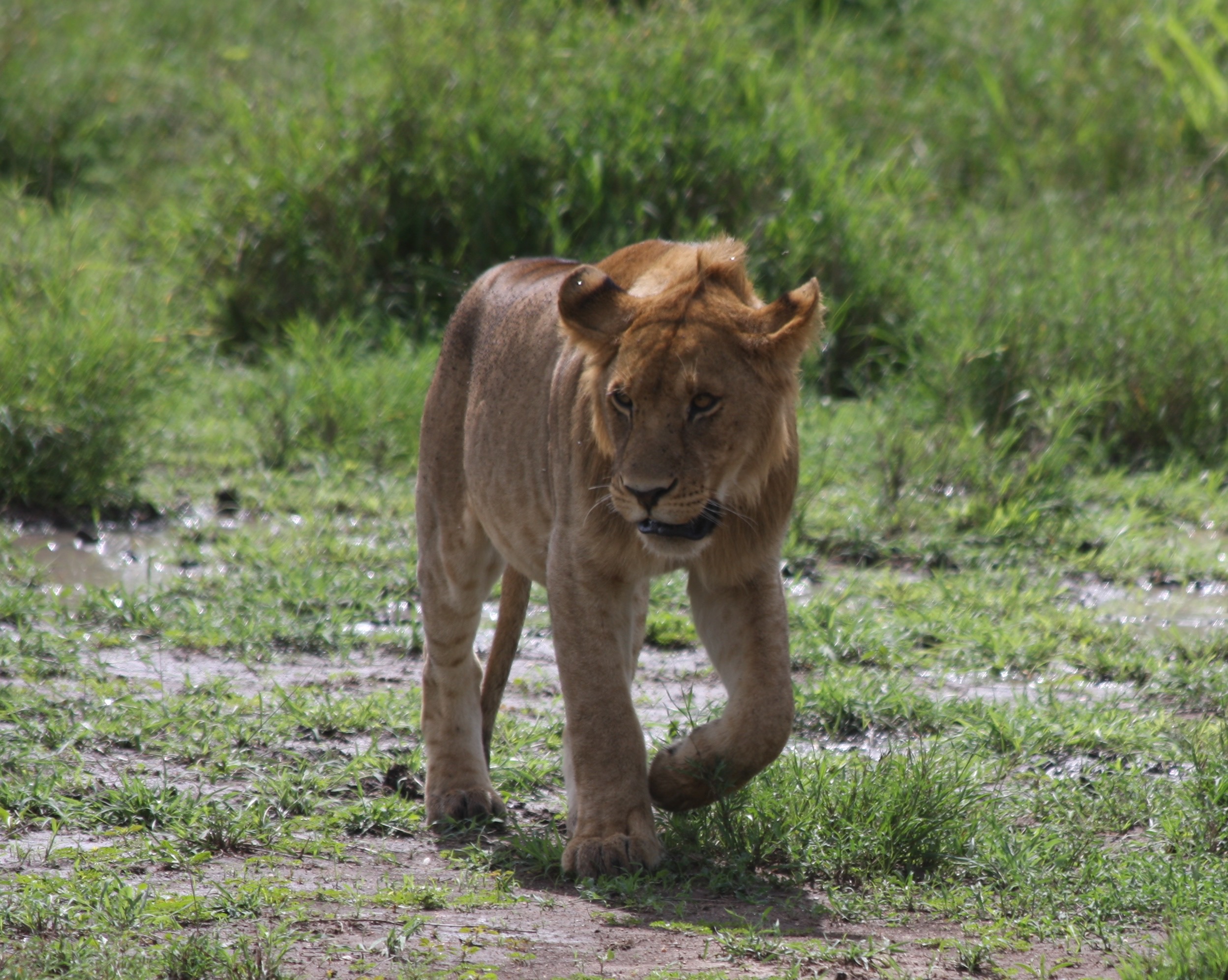3-Day Tanzania Classic Safari | Tarangire & Ngorongoro