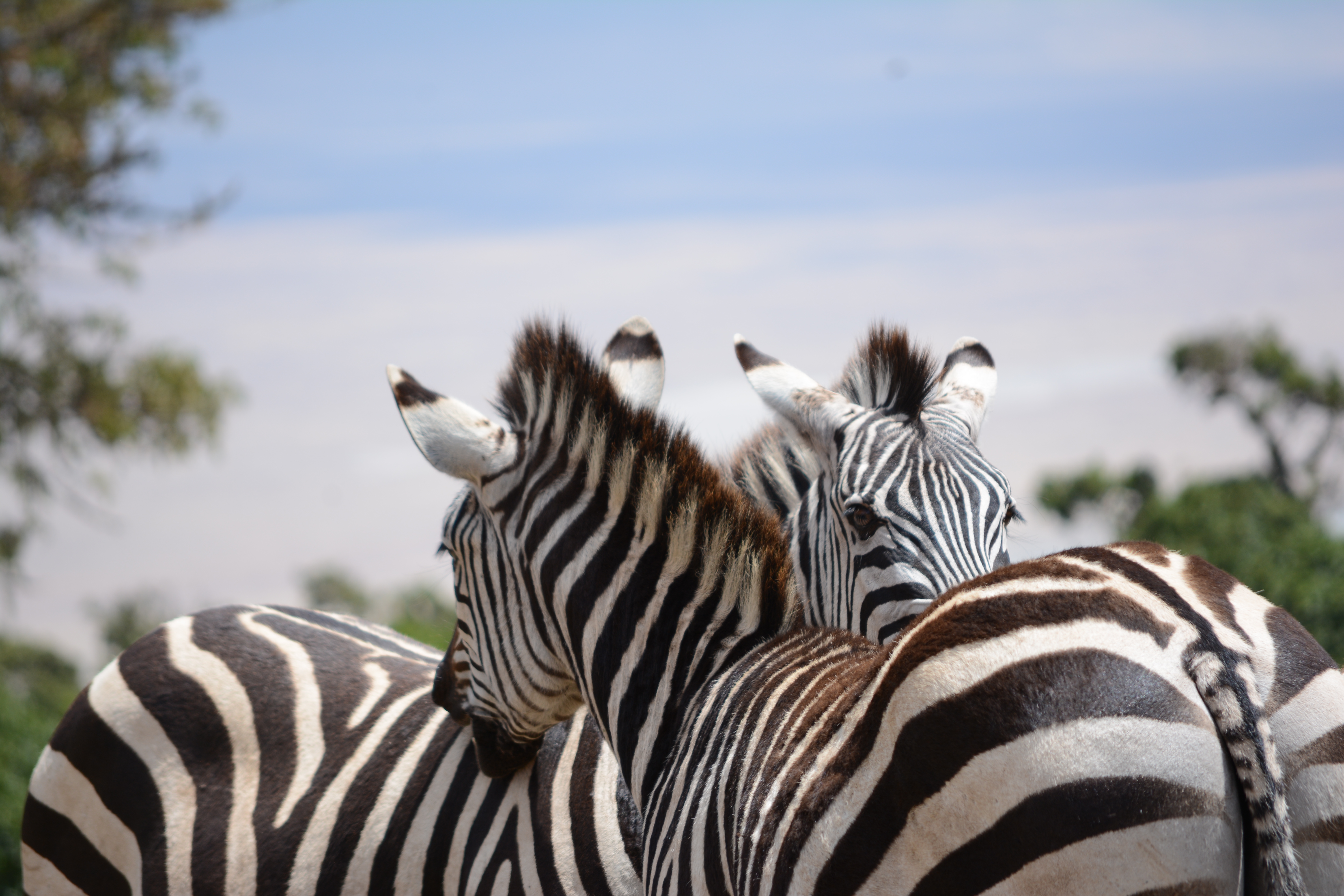 Safari photo 3