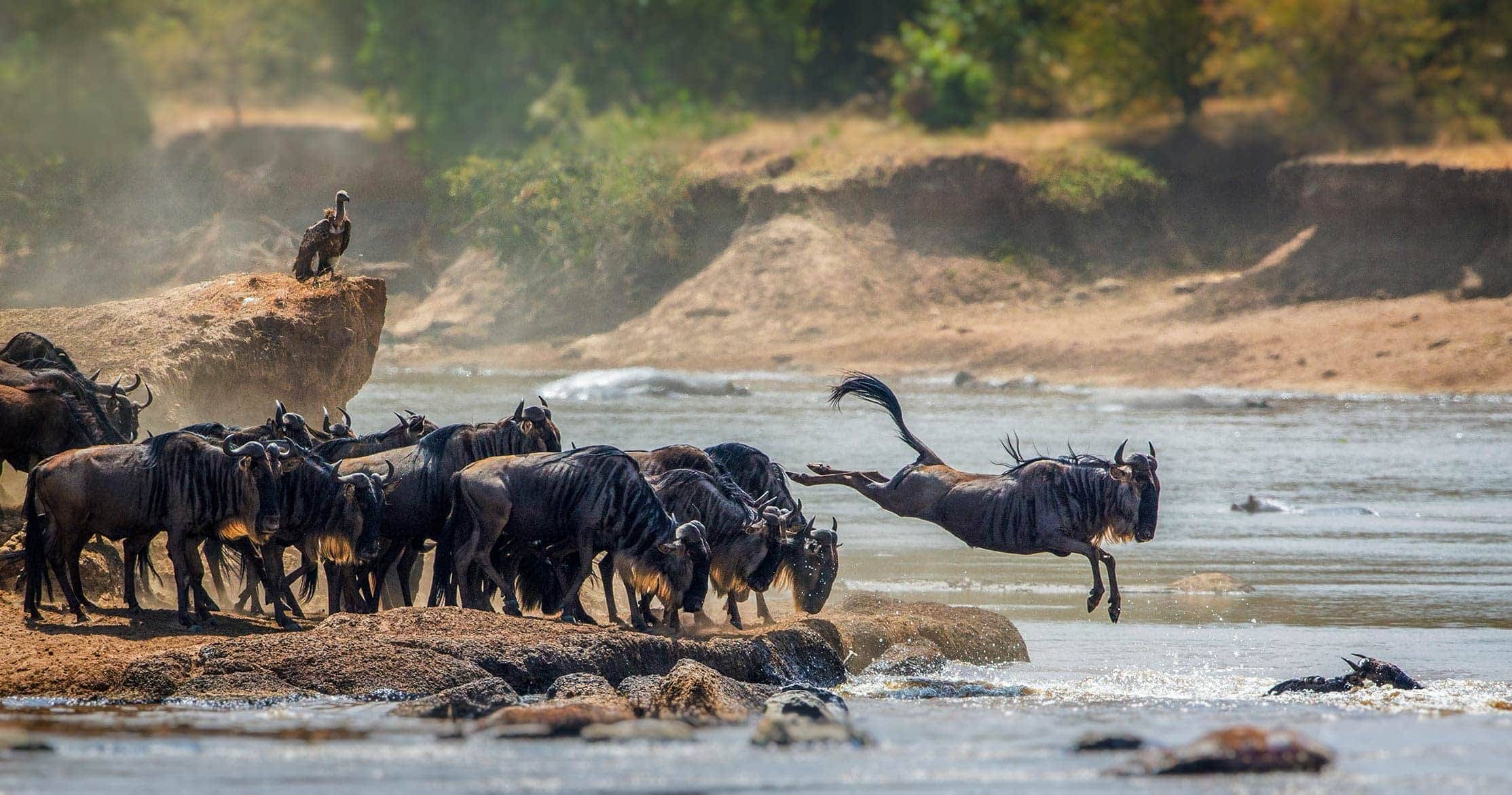 When & Where to See the Great Migration in Tanzania: Month-by-Month Guide