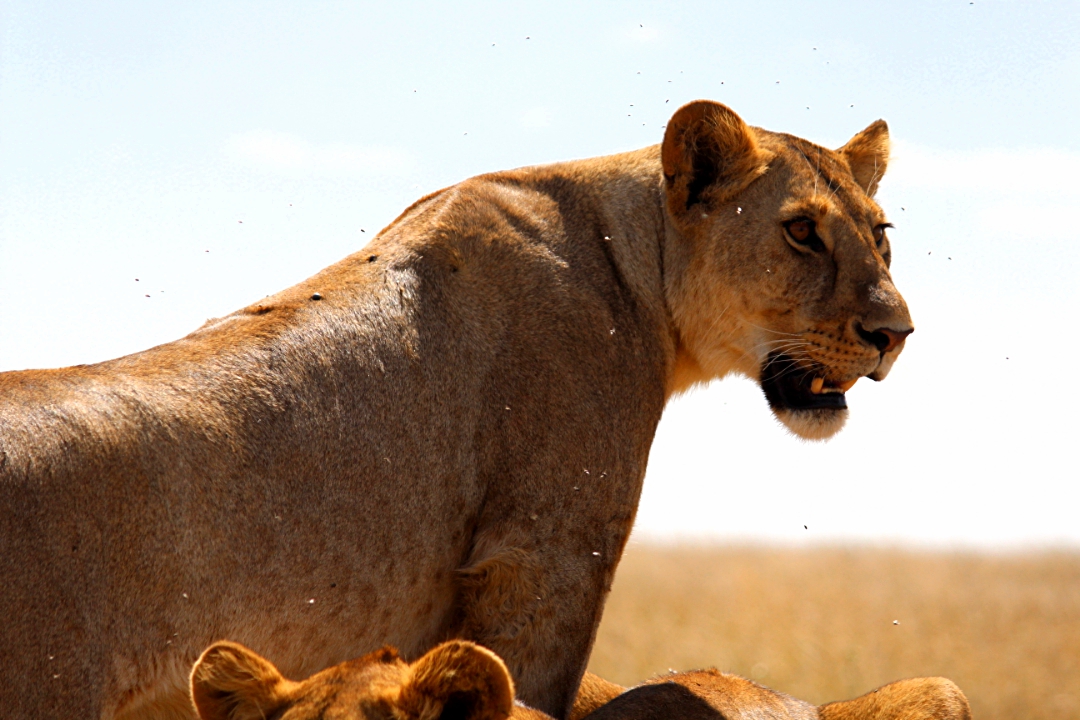 7-Day Ultimate Tanzania Safari | Tarangire, Manyara, Serengeti & Ngorongoro