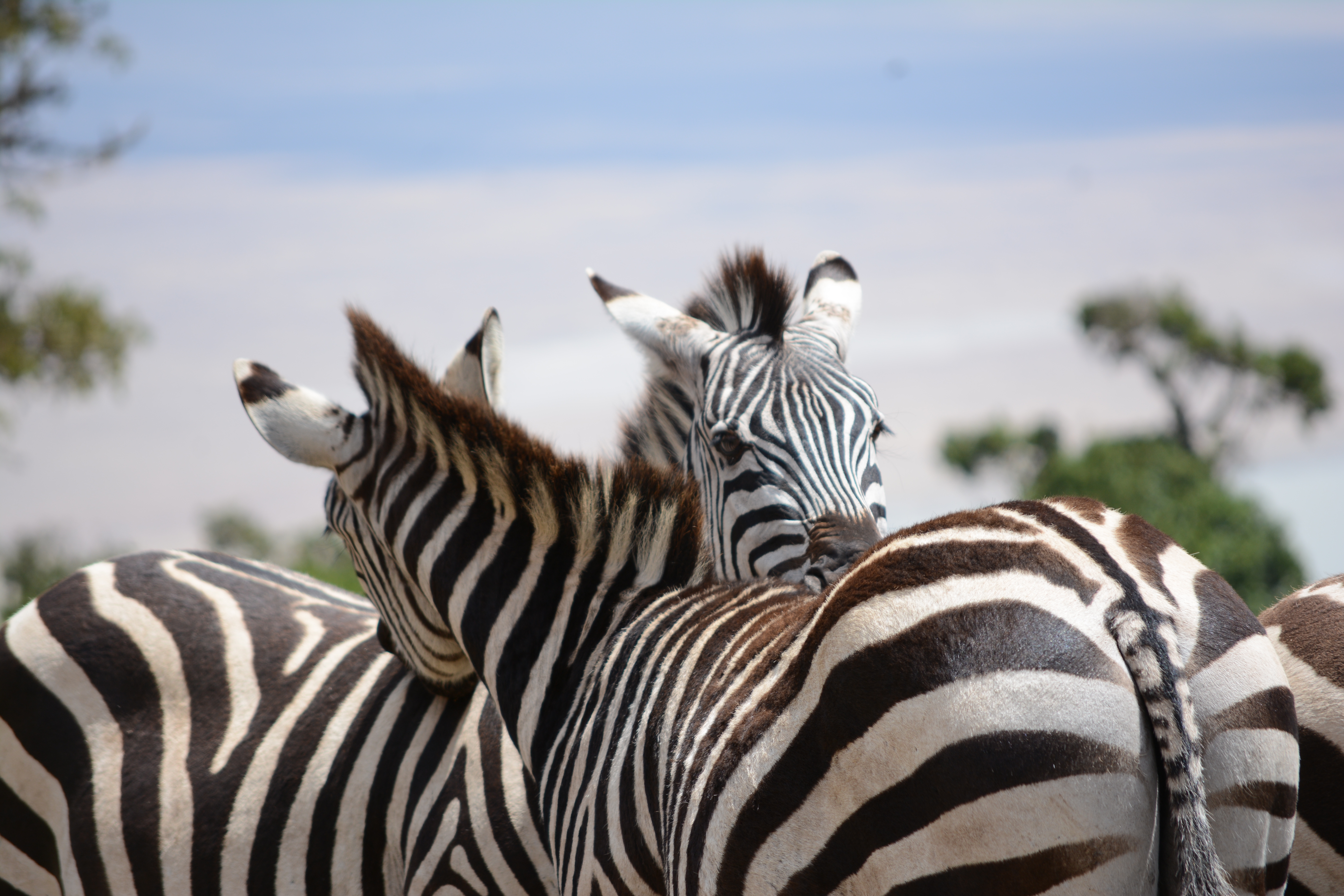 5-Day Tanzania Wildlife Explorer Safari