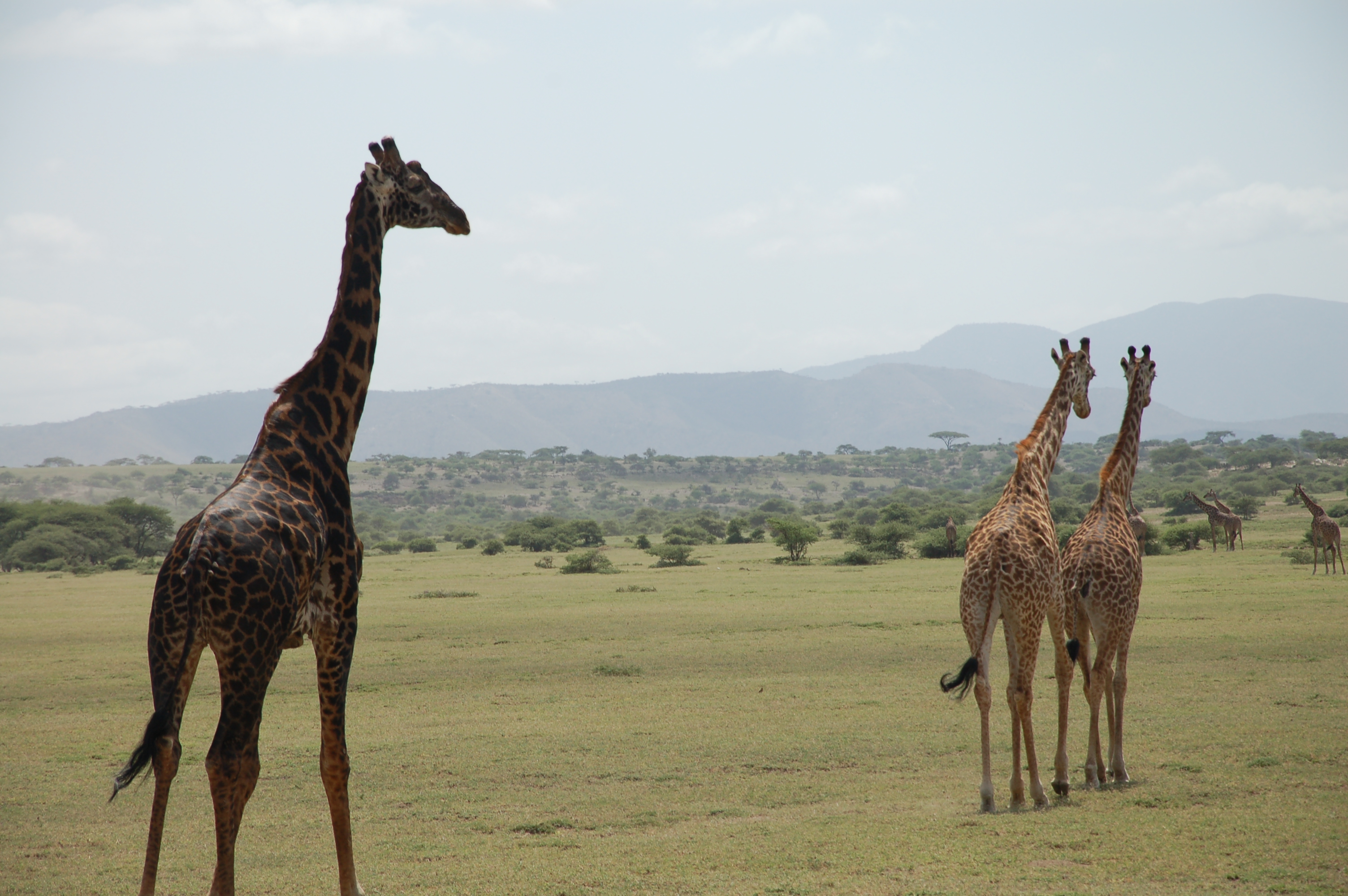 Safari photo 2