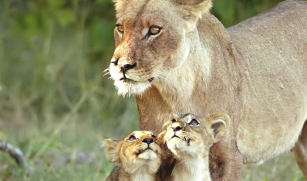 Safari photo 1