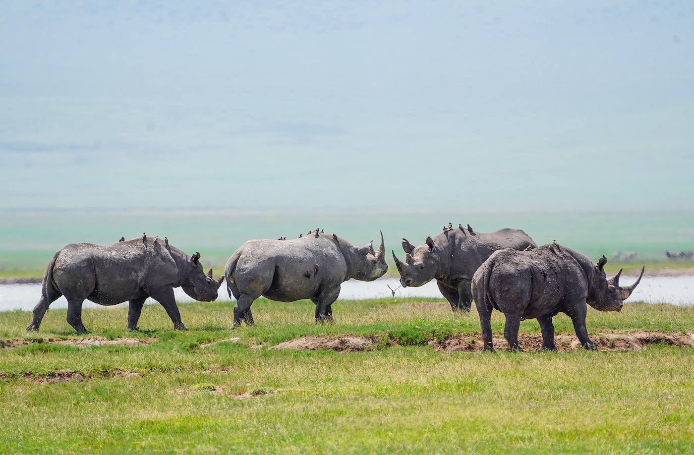 Safari photo 3